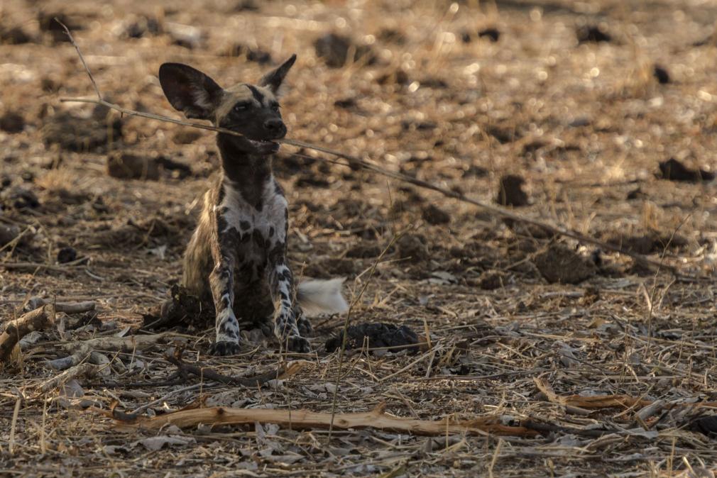 Mládě Psa hyenovitého / African wild dog pup